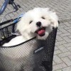 user_avatar