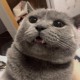 暴躁鸭